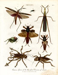 Gryllus: Kuriose Arten der drei ersten Heuschreckenabteilungen