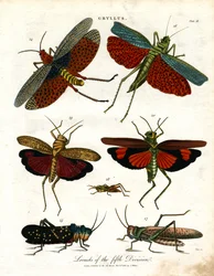 Gryllus: Heuschrecken der fünften Abteilung