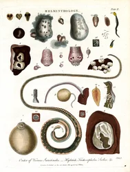 Helminthologie; Tafel II - Ordnung der Darmwürmer