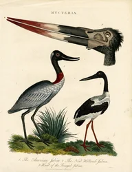 Jabiru-Arten mit anatomischen Details