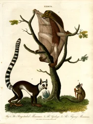 Lemuren - Drei Arten von Halbaffen