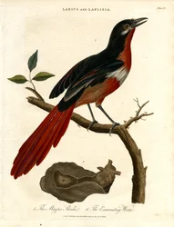 Elsterschmätzer und schälender Wurm