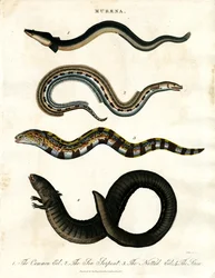 Muräne