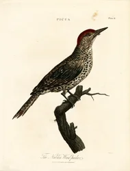 Nubischer Specht (Picus)