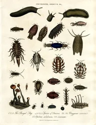 Onchidium;Oniscus und andere Arthropoden
