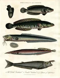 Ophicephalus und Ophidium