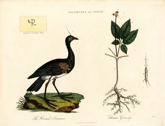 Palamedea und Panax