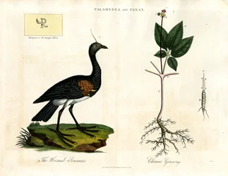 Palamedea und Panax - Hornschreier und Chinesischer Ginseng