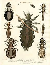 Pediculus - Verschiedene Arten von Läusen