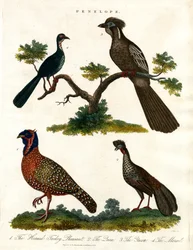 Penelope-Arten (Truthähne und Fasanen)