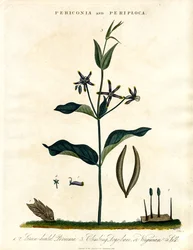 Periconia und Periploca