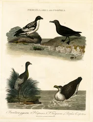 Sturmvögel (Procellaria) und Trompetervögel (Psophia)