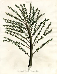 Phoenix (Dattelpalme)