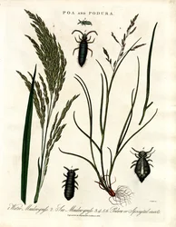 Poa und Podura