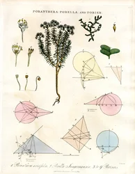 Poranthera; Porella und Porismen
