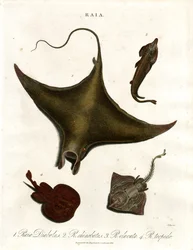 Raia-Arten (Rochen)