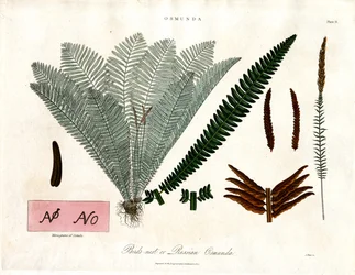 Königsfarn (Osmunda)