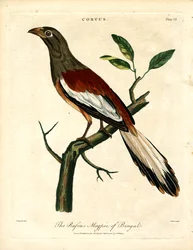 Rötliche Elster von Bengalen