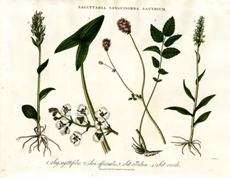 Sagittaria; Sanguisorba und Satyrium: Botanische Darstellung verschiedener Pflanzenarten