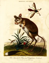 Brillenfliege und Ägyptische Springmaus