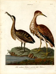 Sternreiher und Zwergdommel