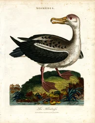 Der Albatros