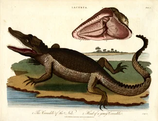 Das Krokodil des Nils und Kopf eines jungen Krokodils