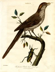 Der größte Würger; natürliche Größe