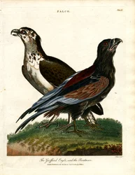 Der Griffard-Adler und der Bootsmann