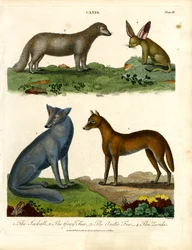 Der Schakal, der Graufuchs, der Polarfuchs und der Wüstenfuchs