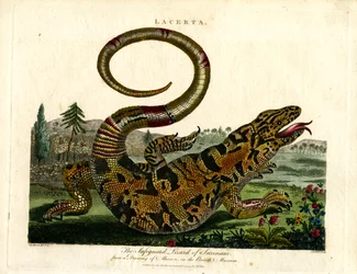 Die Schutzeidechse von Surinam