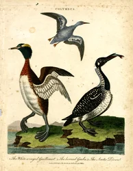 Wasservögel - Weißflügelige Guillemot; Horntaucher und Arktischer Taucher