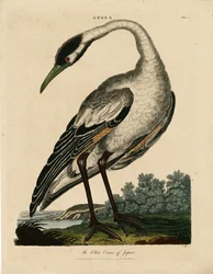 Weißer Kranich Japans (Ardea)