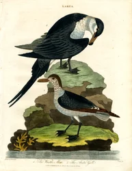 Wintermöwe und Arktische Möwe