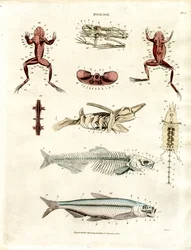 Zoologische anatomische Illustrationen (Tafel 5)