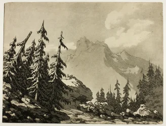 Kiefern in den Bergen