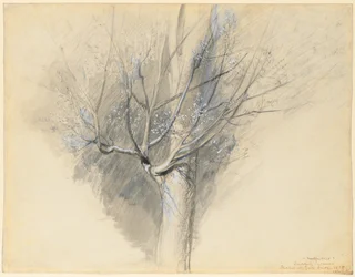 Knospender Ahorn, ca. 1876