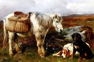 Highland-Pony mit Hunden