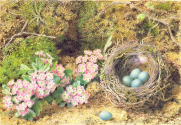 Vogelnest und Blüte