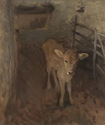Ein Jersey-Kalb, 1893