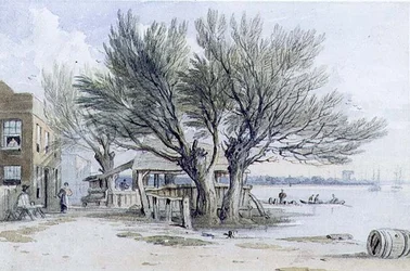 Gebäude und beschnittene Bäume am Ufer der Themse, Millbank