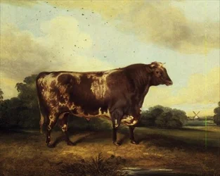 Braun-weißer Stier in Landschaft