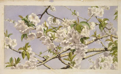 Apfelblüten, ca. 1874