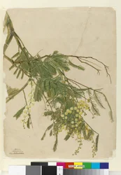 Akazie, 1805