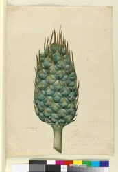 Macrozamia, ca. 1803-06