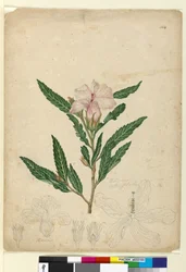 Seite 104. Hibiscus heterophyllus