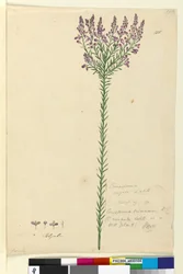 Seite 105. Comesperma ericinum
