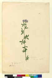 Seite 110. Medicago sativa