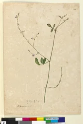 Seite 115. Hedysarum