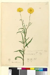 Seite 121. Elichrysum bracteatum